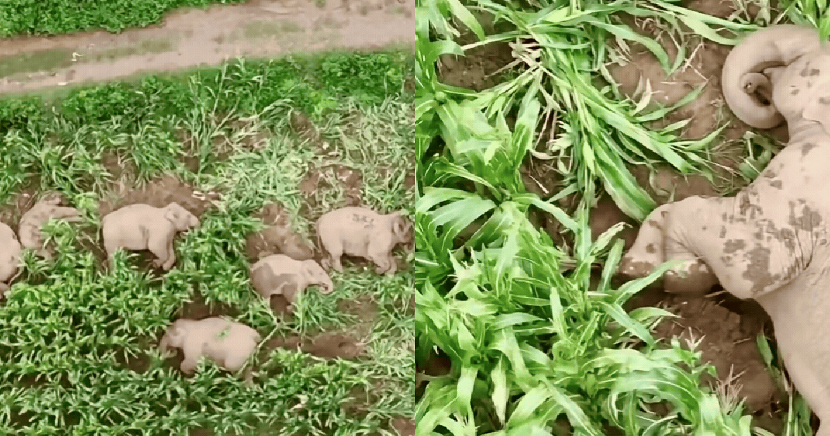 Đàn voi 7 con xâm chiếm ruộng ngô rồi lăn ra ngủ say sưa, cảnh tượng khiến chuyên gia 11 năm kinh nghiệm cũng phải kinh ngạc