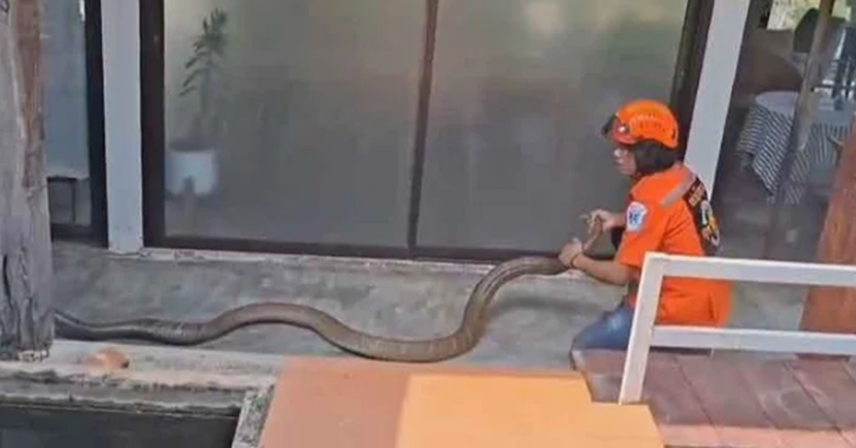Đang ngồi trong nhà, người dân phát hiện cảnh tượng "nổi da gà" ngoài sân