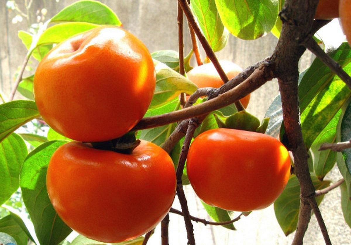 5 lý do vì sao các gia đình nên trồng 1 cây hồng trong sân vườn