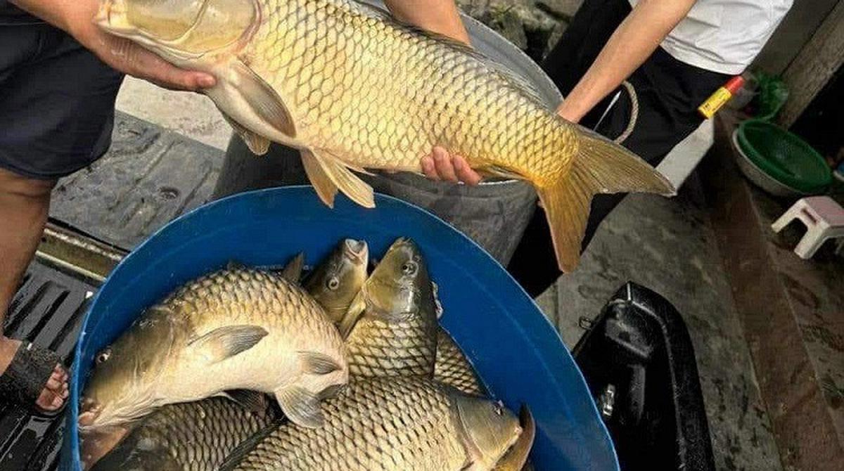 Chủ sạp bán cá gần 30 năm nói thẳng: 4 loại cá cho không cũng đừng lấy! Chỉ người không biết mới dám mua