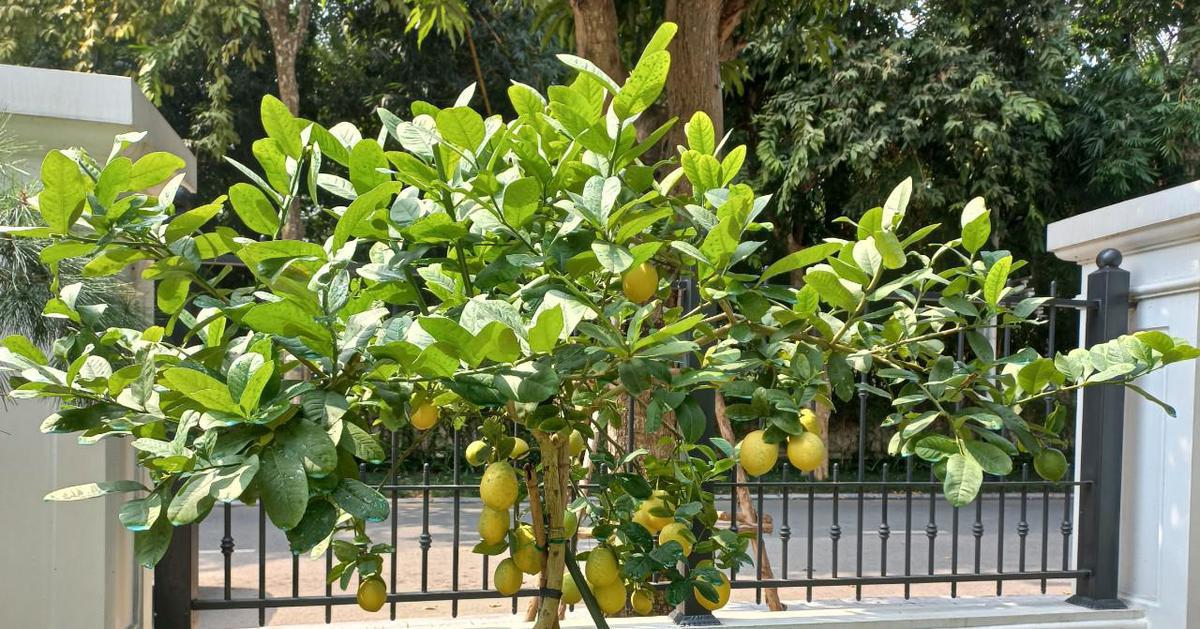5 lý do nhất định phải trồng một cây chanh trong nhà