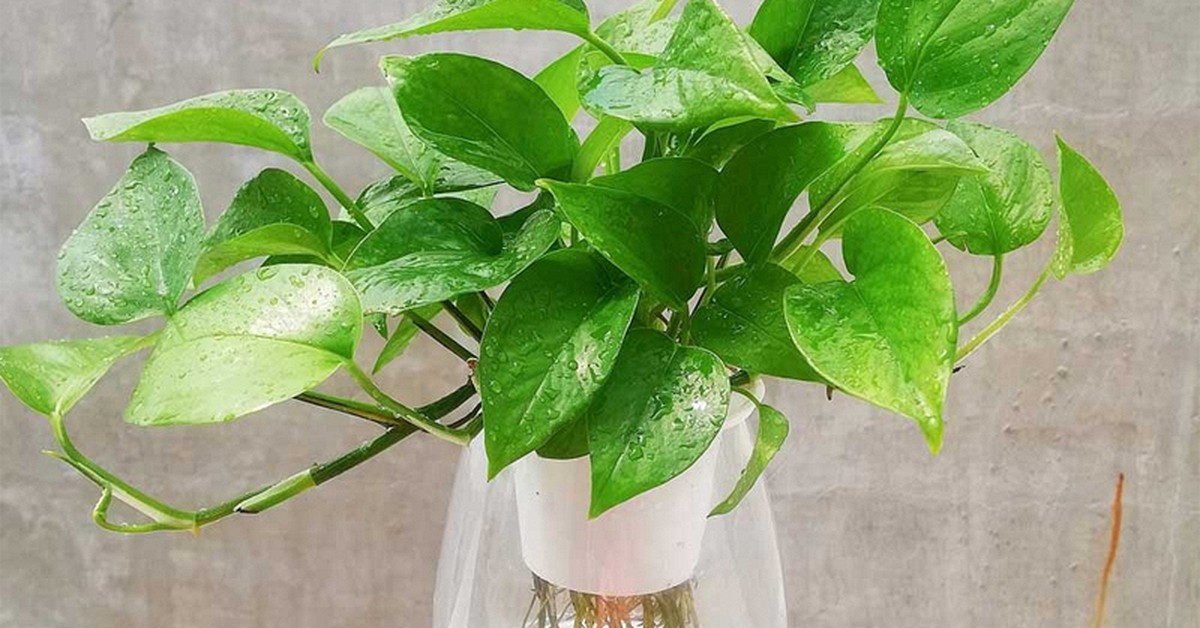 5 lý do vì sao nên trồng một cây trầu bà trong nhà