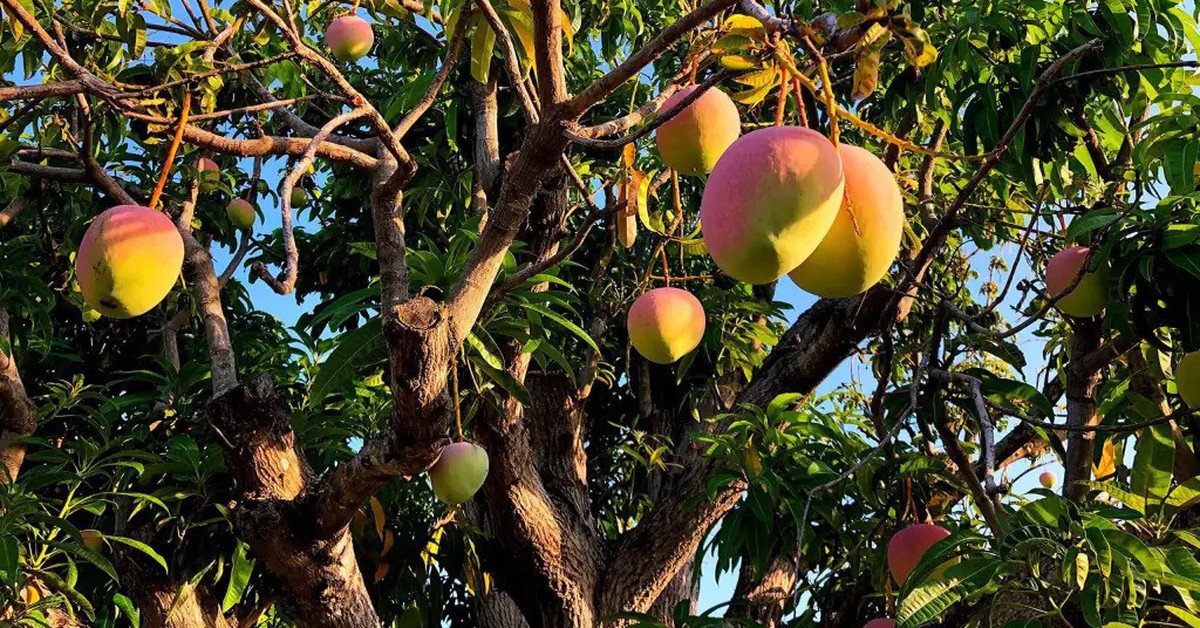 4 lý do nên trồng 1 cây xoài trước nhà