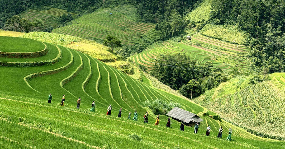 Cảnh tượng bất ngờ xuất hiện giữa cánh đồng ruộng bậc thang ở Mù Cang Chải