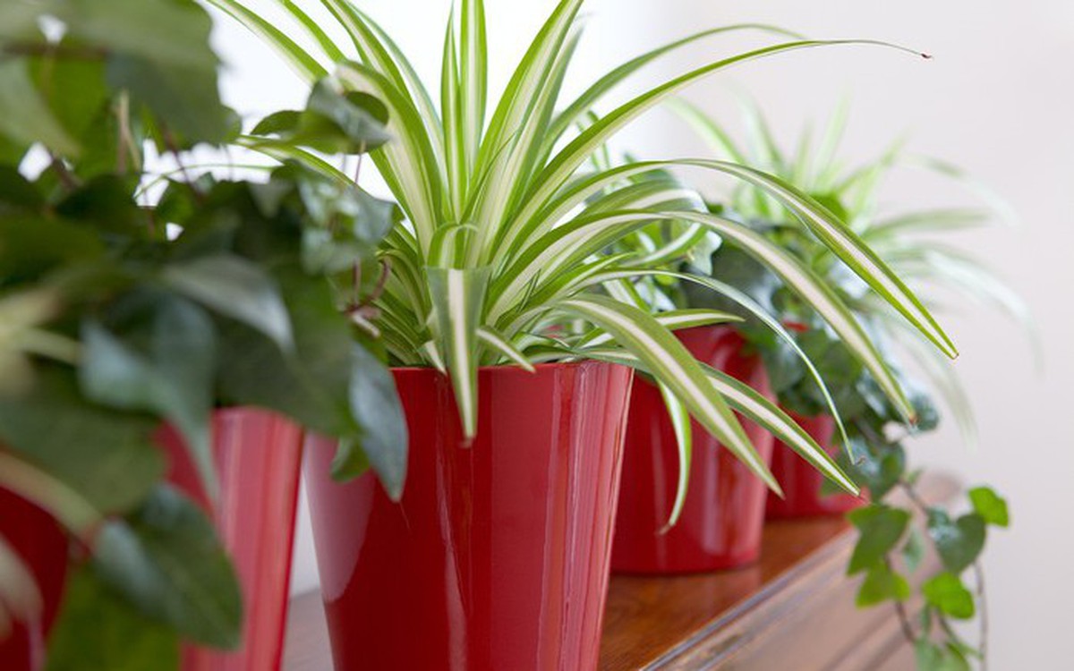 4 lý do vì sao nên trồng cây dây nhện bên cửa sổ