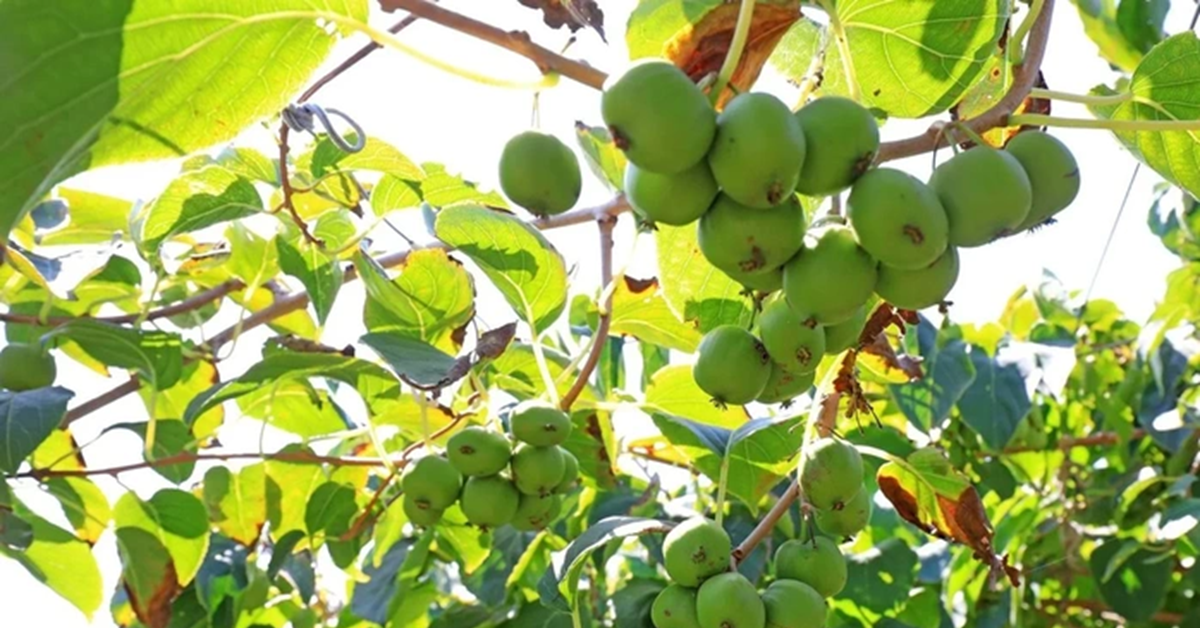 Ít ai ngờ loài cây mọc dại này lại có tiềm năng "khắc tinh" ung thư phổi