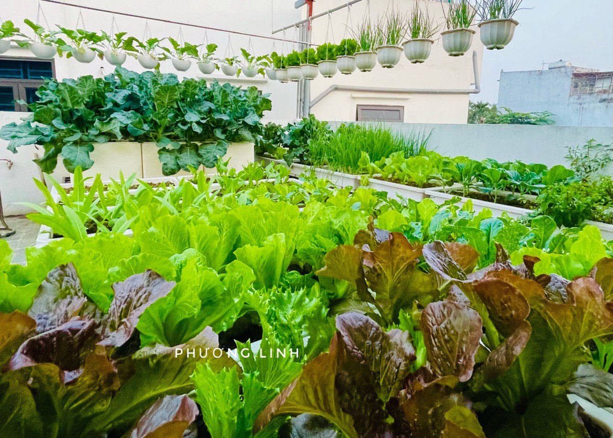 4 loại rau dễ trồng nhất tháng 8 này