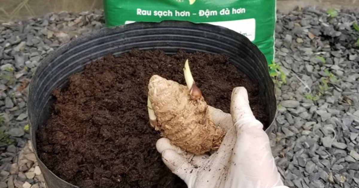 5 lý do nên trồng 1 chậu nghệ trong nhà