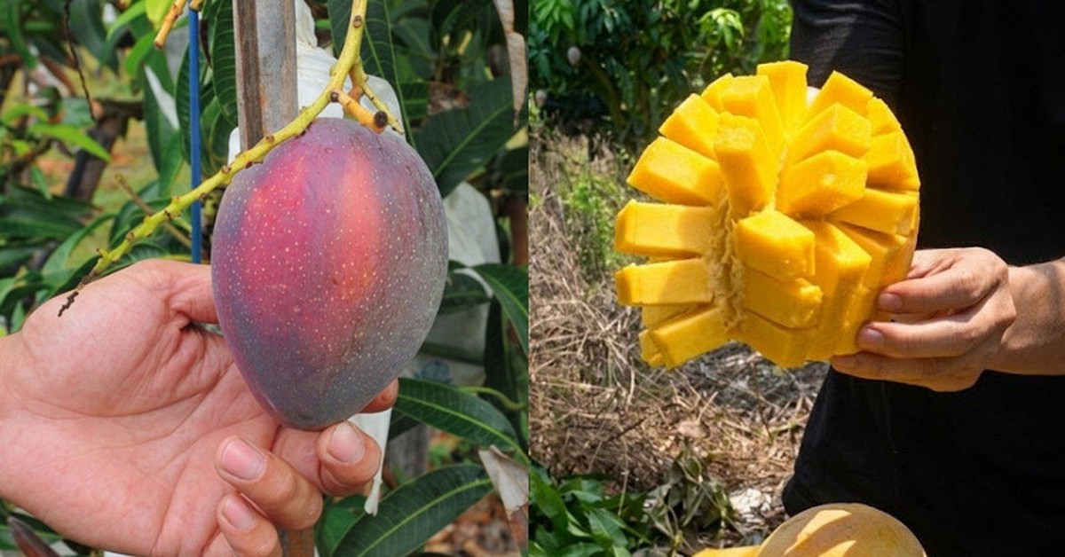 Bỏ việc về quê bán hoa quả, 1 tháng bán được 15 tấn xoài, thu nhập cao hơn lương văn phòng