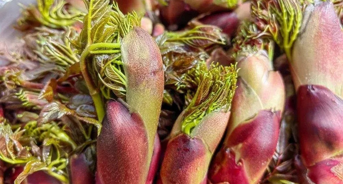 Việt Nam có loại rau dại được Trung, Nhật, Hàn cực ưa chuộng: Bổ như sâm, giá đắt hơn cả thịt!