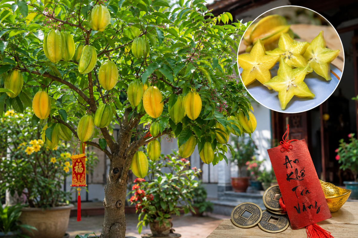 4 lý do khiến nhiều người ngày càng muốn trồng cây khế trong nhà