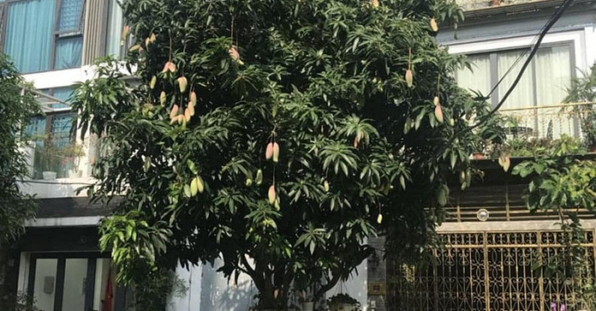 5 lý do nên trồng một cây xoài trong nhà