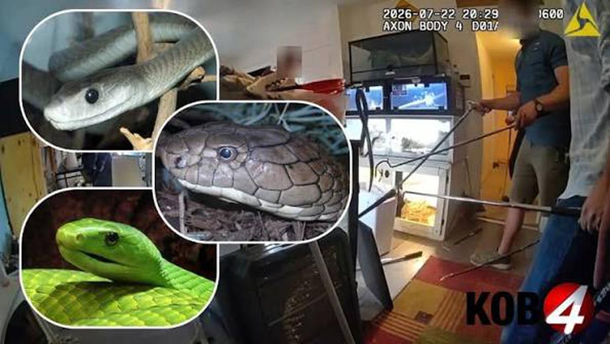 Đột kích một căn nhà, phát hiện 60 con bò sát, bao gồm cả loài rắn độc nhất hành tinh