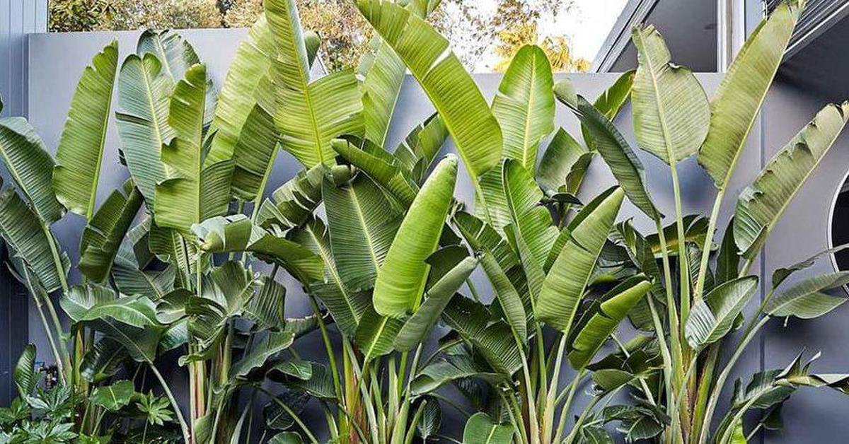 Đây là vị trí trồng cây chuối để mang tới may mắn cho gia chủ
