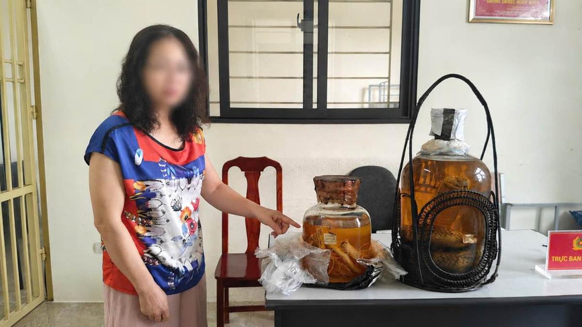 Lệnh bắt khẩn cấp người phụ nữ 55 tuổi mua bình rượu rắn hổ mang chúa