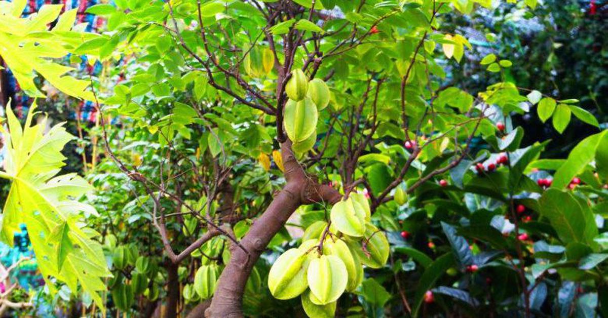 5 lý do nhiều gia đình chọn trồng khế trước nhà, không phải ai cũng biết