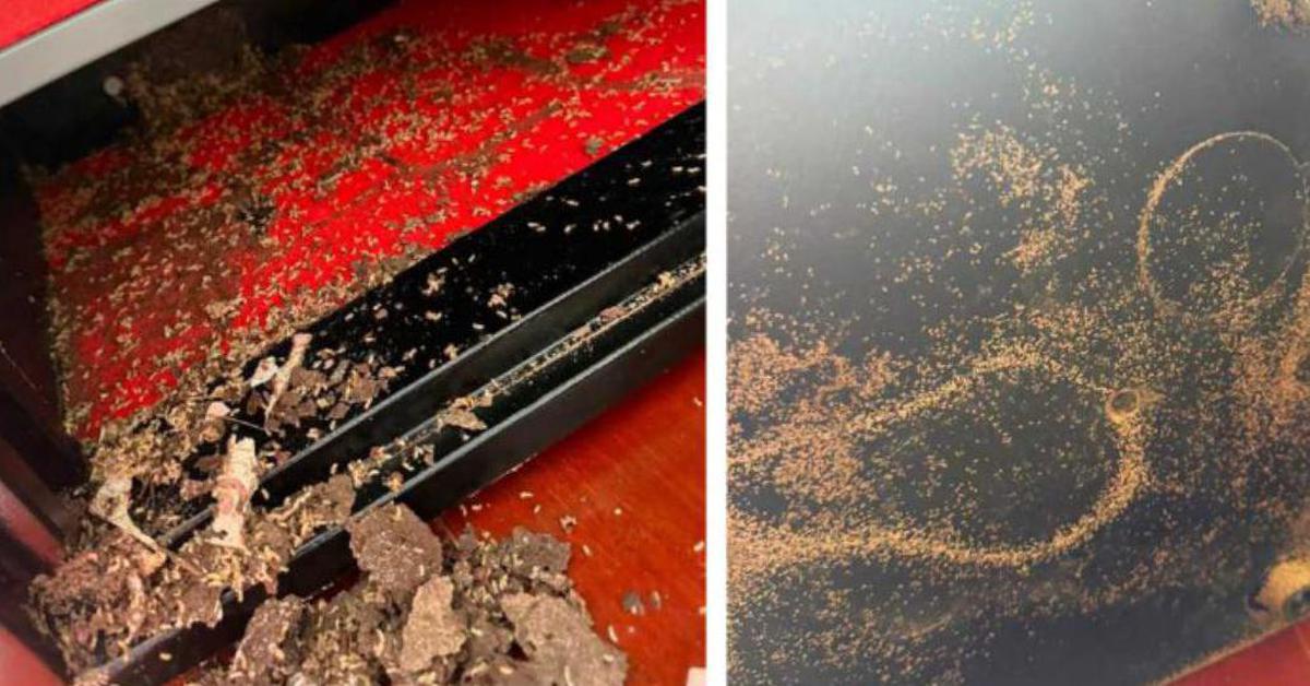 Cất tiền trong két sắt, người phụ nữ "suýt ngất" trước cảnh tượng đáng sợ bên trong