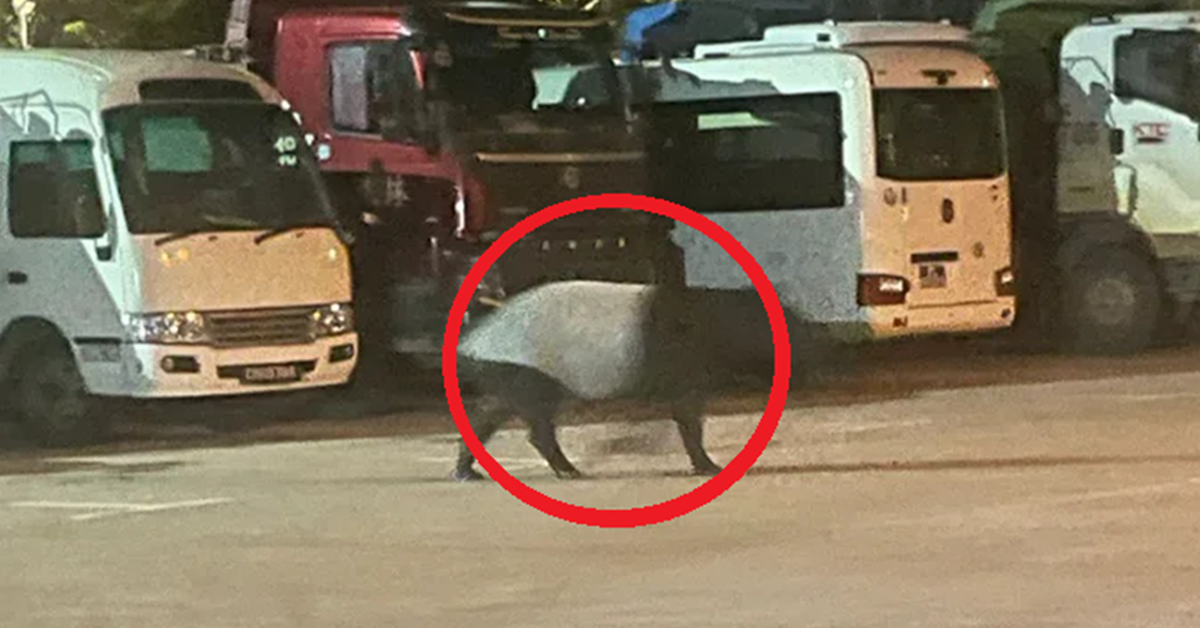 Đang đi dạo, người dân bỗng phát hiện cảnh tượng "nổi da gà" liền bỏ chạy