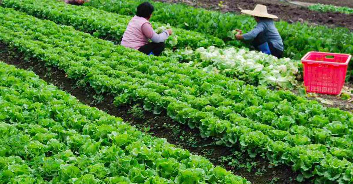 Mỹ đánh giá loại rau lọt top “tốt bậc nhất thế giới”, người Việt ăn liên tục mà không hay biết