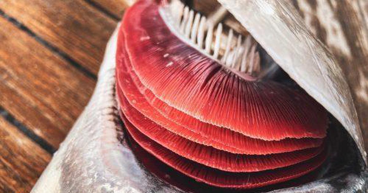 3 bộ phận của cá không nên ăn: Có bộ phận chứa độc tố, ăn phải có thể gây suy thận