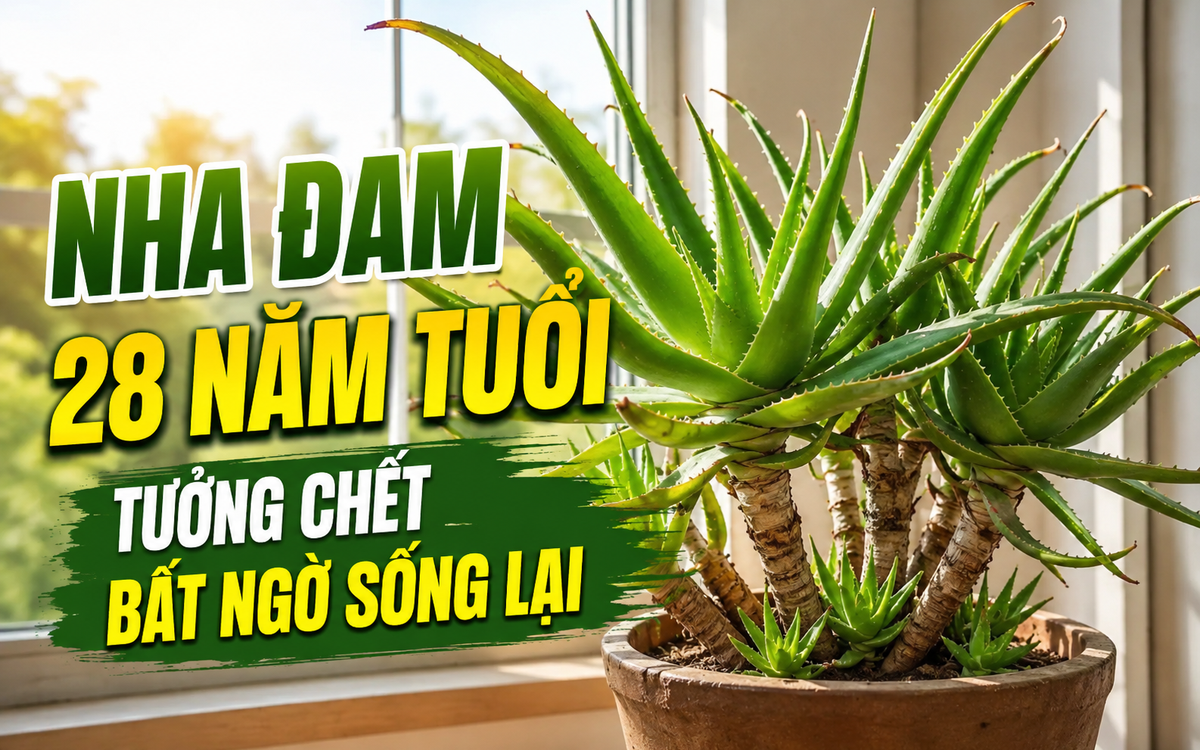 Cây nha đam 28 năm tuổi héo khô suốt 2 năm bỗng bật chồi, cách xử lý của người bà khiến dân mạng nể phục