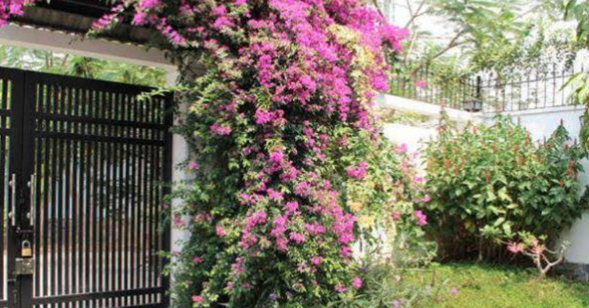 Lý do nhiều người thích trồng hoa giấy trước nhà nhưng không bao giờ đặt trong phòng