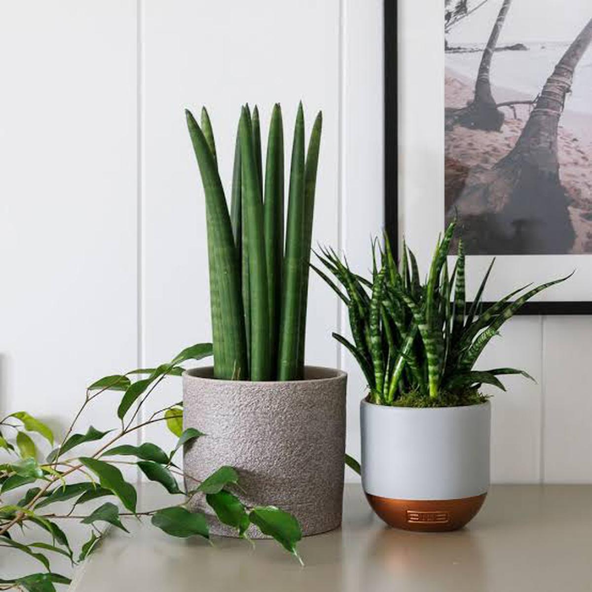10 loại cây lọc không khí tốt nhất