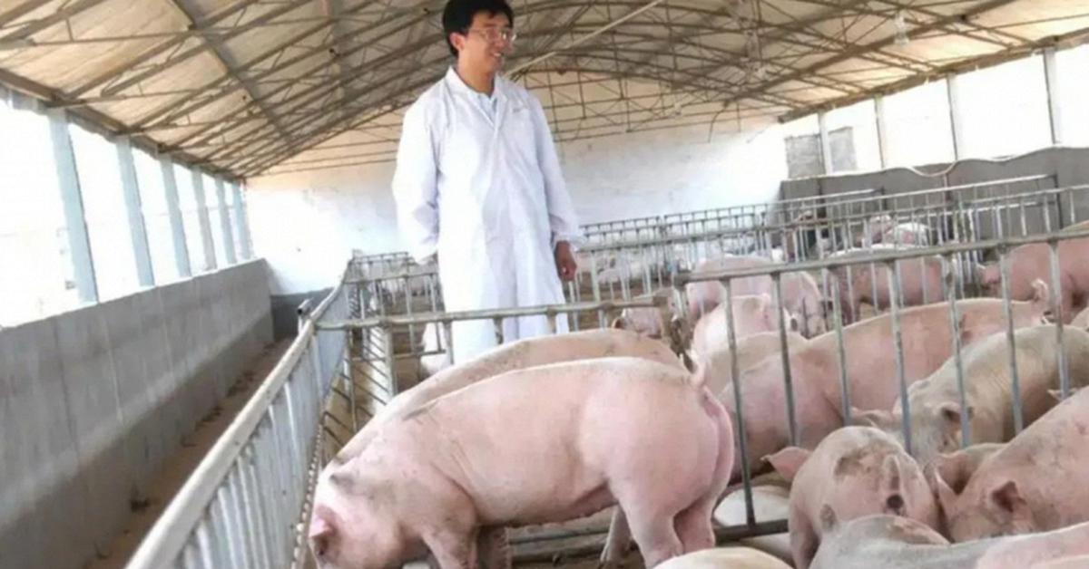 Vợ chồng chủ trang trại lợn ở Trung Quốc rơi vào cảnh tán gia bại sản, mất trắng 15 triệu USD vì án oan