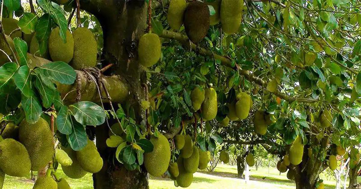 5 lý do nên trồng một cây mít trong vườn nhà