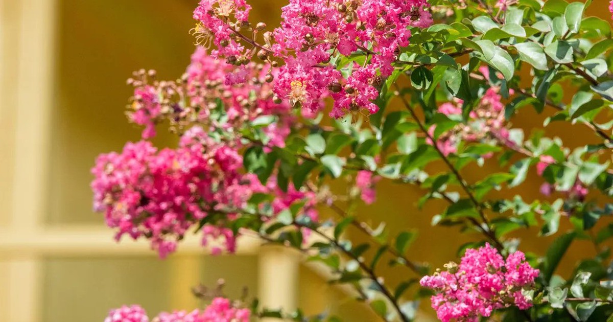 7 loại cây tuyệt đối không nên cắt tỉa trong tháng 9