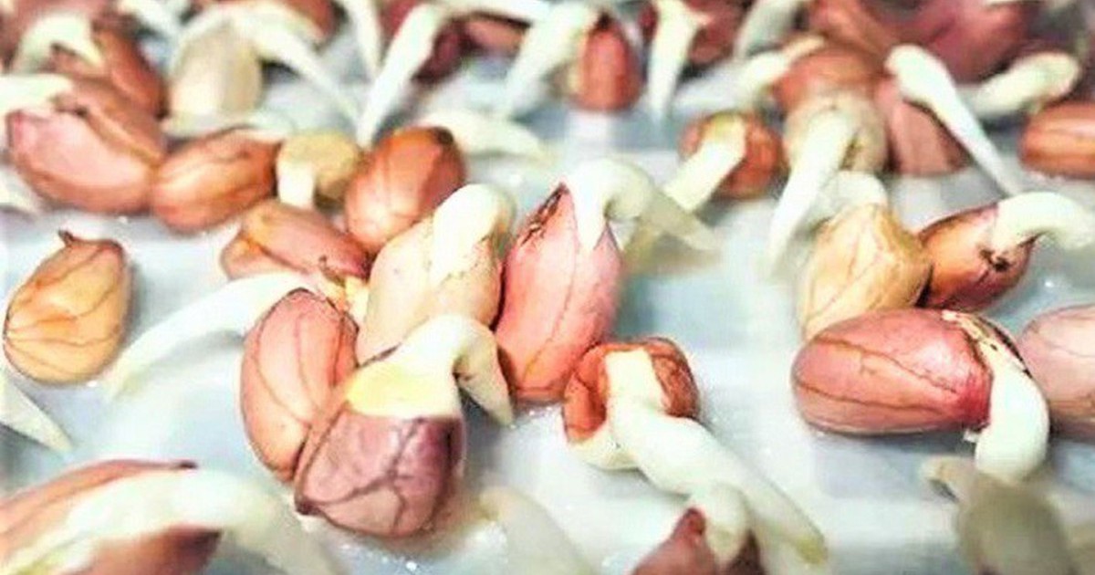 5 thực phẩm mọc mầm còn bổ dưỡng hơn hạt củ khô