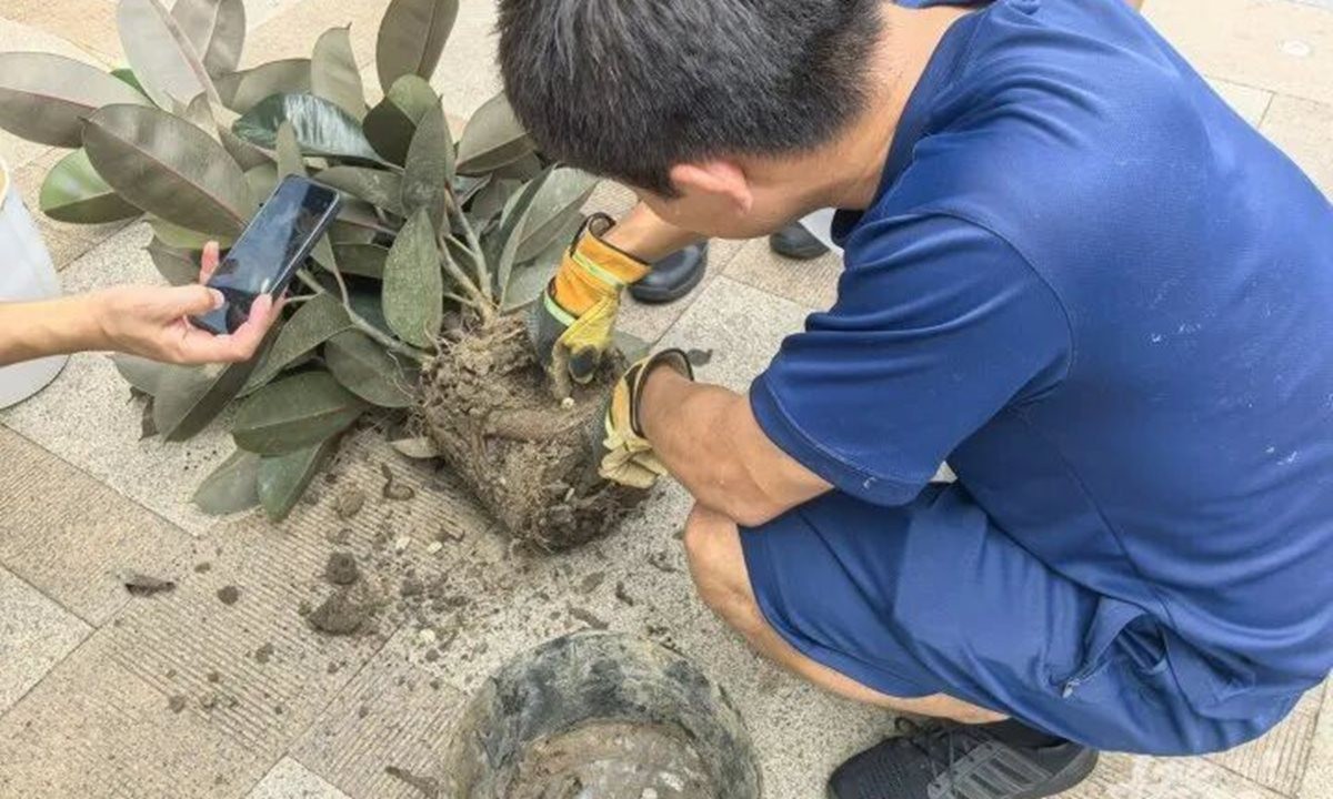 Mua chậu cây cảnh trên mạng với giá hơn 200.000 đồng, nhiều ngày sau chứng kiến cảnh tượng kinh hãi
