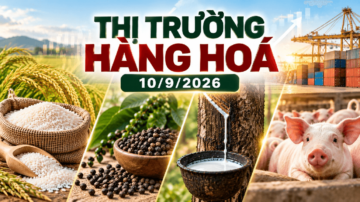 Thị trường hàng hóa ngày 10/9: Giá tiêu bật tăng mạnh, cao su bứt phá