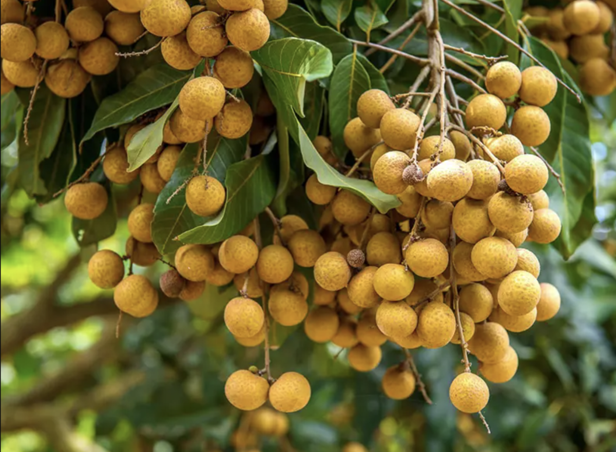 Lời khuyên đến tất cả các gia đình đang trồng cây nhãn
