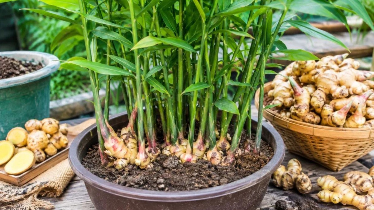 Lời khuyên đến tất cả các gia đình đang trồng gừng