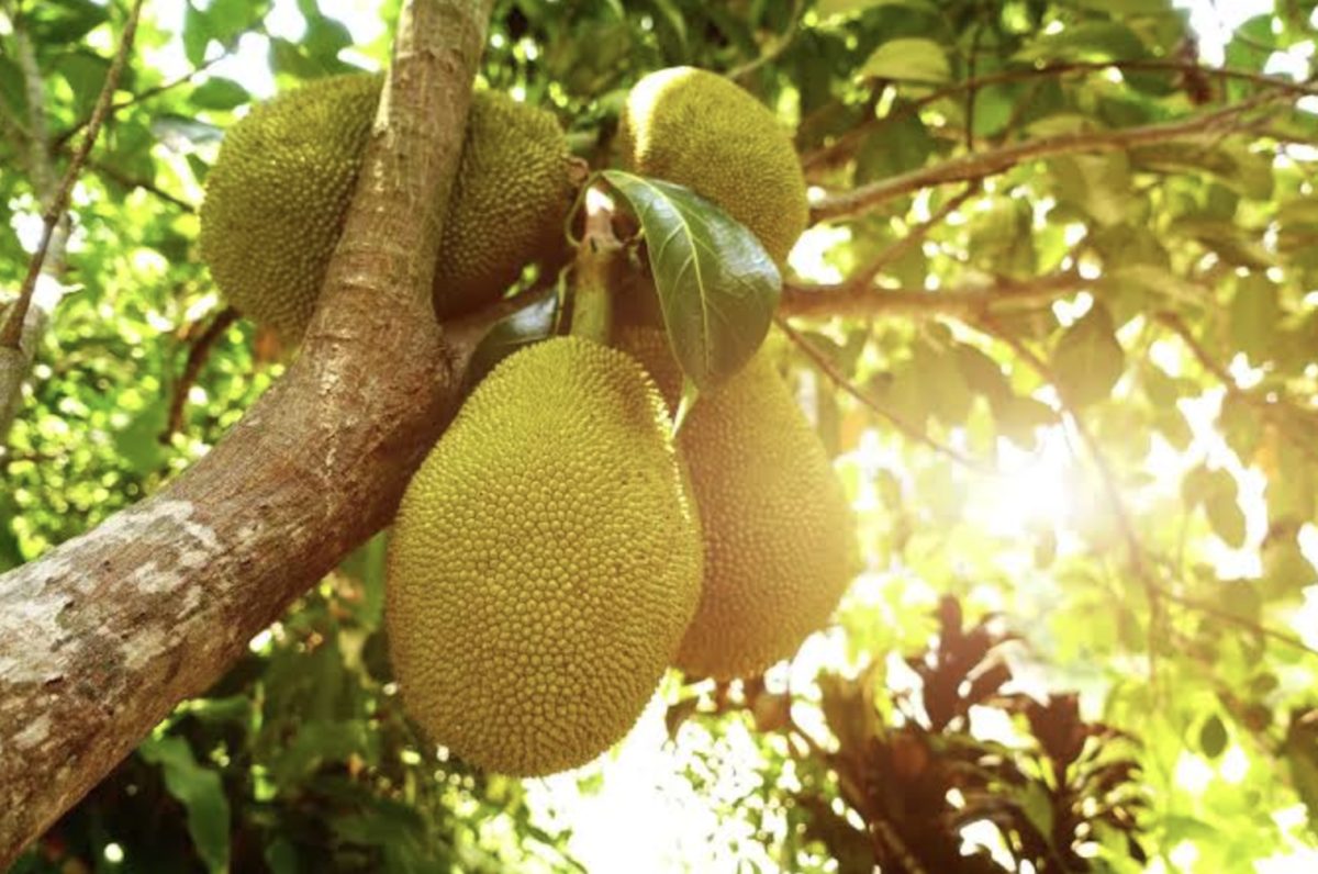 Lời khuyên đến tất cả các gia đình đang trồng cây mít