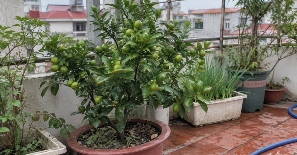 Lời khuyên đến tất cả các gia đình đang trồng cây quất