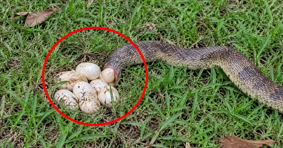 Thấy rắn đang đẻ ở vườn nhà nên làm gì đầu tiên?
