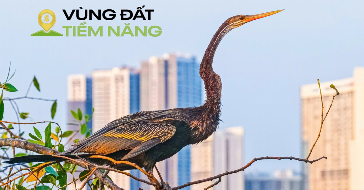 Chim có trong sách đỏ đua nhau kéo về khu đô thị ở TP.HCM: Được mệnh danh là ‘khu nhà giàu’, mật độ xây dựng chỉ 26%, dành 174 ha làm cây xanh và hồ nước