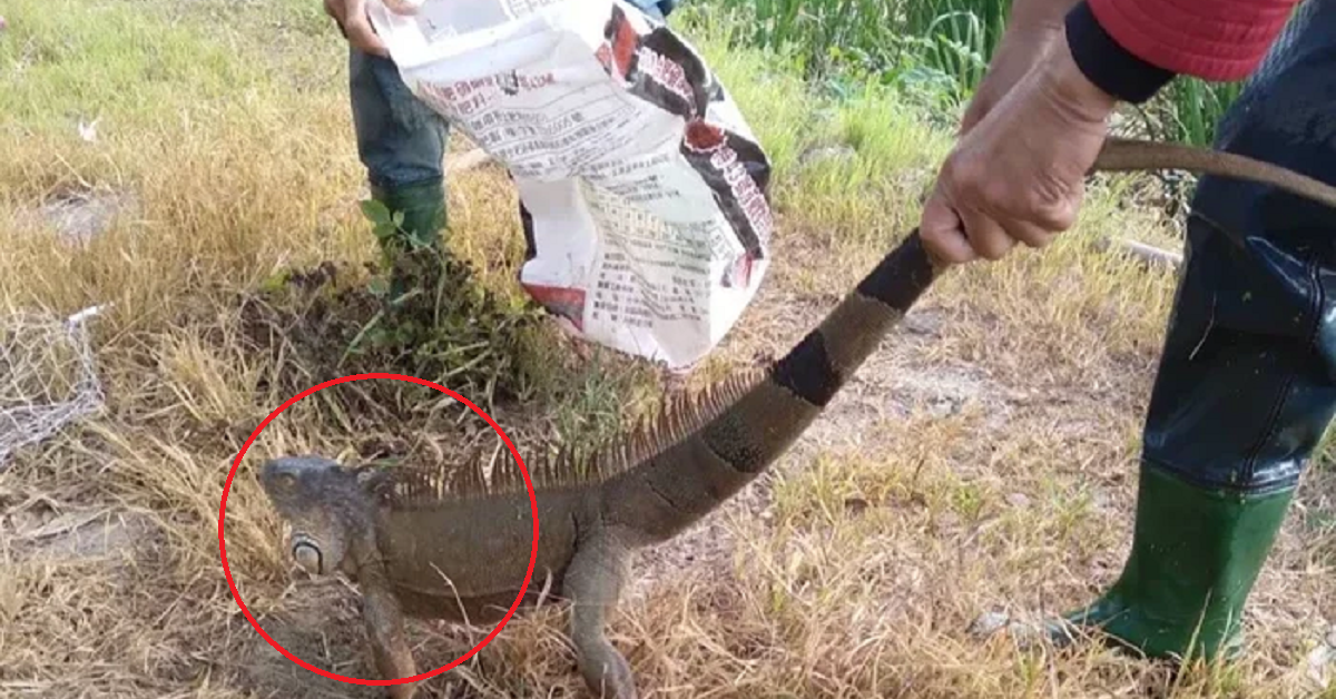 Đang cuốc ruộng, người dân phát hiện cảnh tưởng "nổi da gà" trong bụi cây