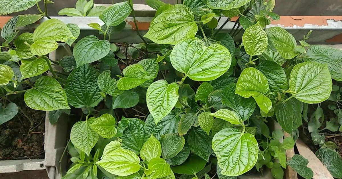 4 lý do vì sao gia đình nào cũng nên trồng 1 bụi cây lá lốt trong nhà
