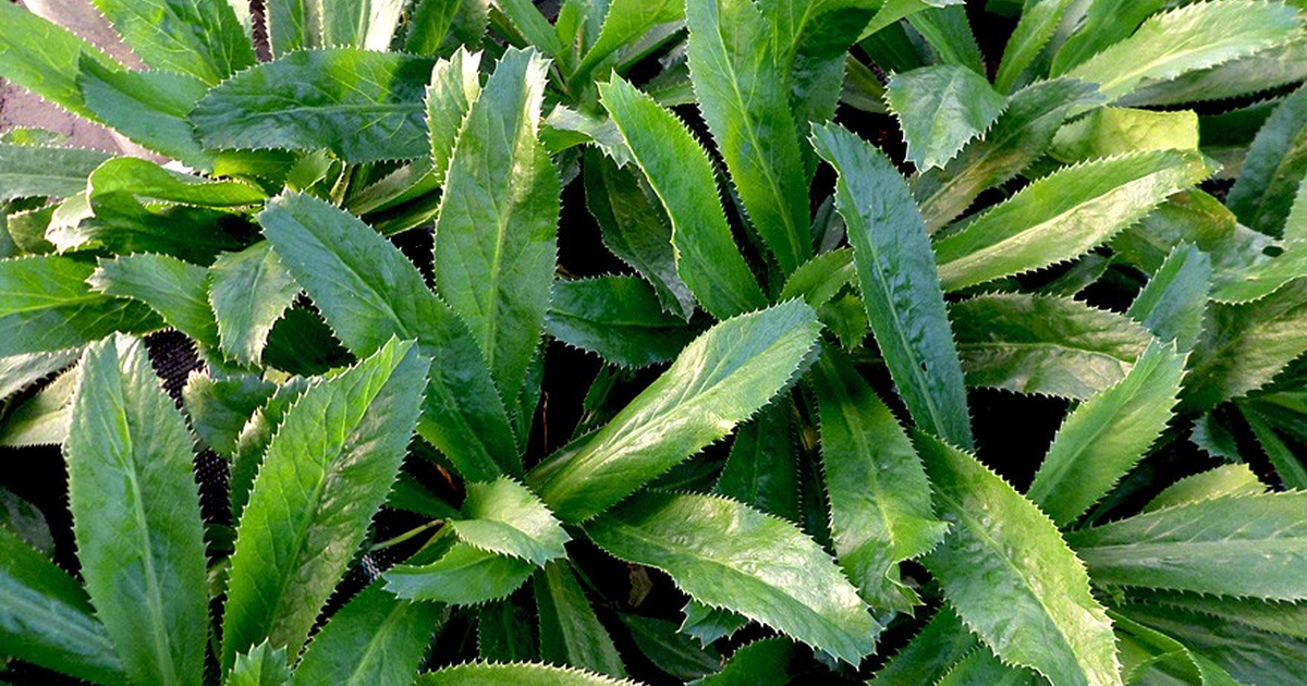 Lời khuyên đến tất cả các gia đình đang trồng cây mùi tàu