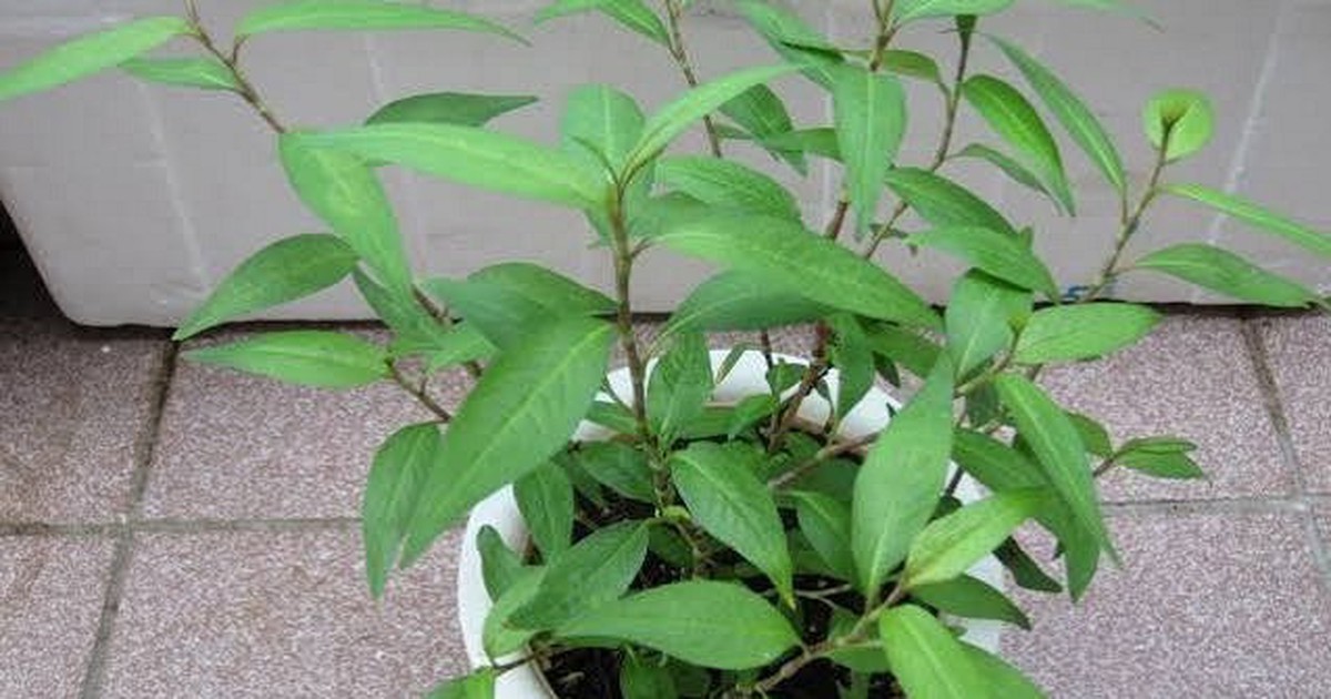 Lời khuyên đến các gia đình đang trồng rau răm