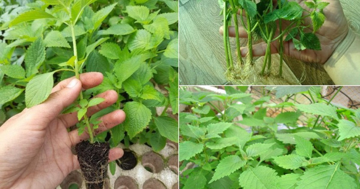 Lời khuyên đến tất cả các gia đình đang trồng rau kinh giới