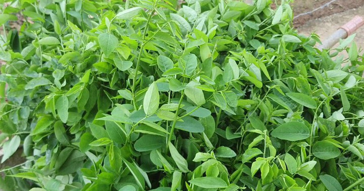Lời khuyên cho những gia đình đang trồng cây rau ngót
