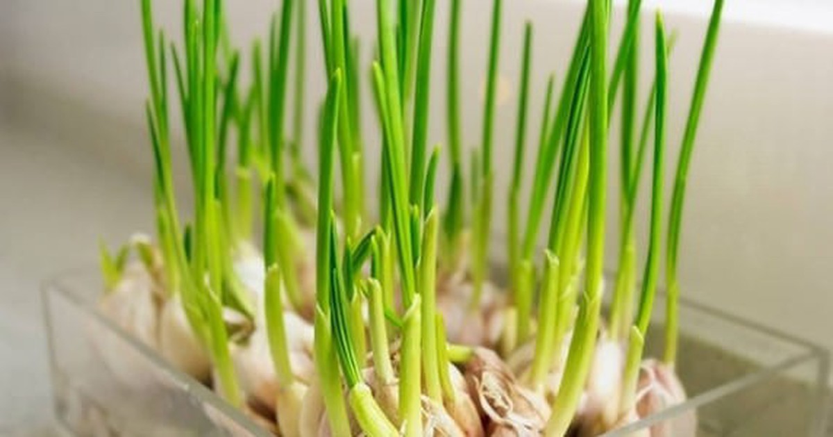 Lời khuyên đến tất cả các gia đình đang trồng tỏi trong nhà
