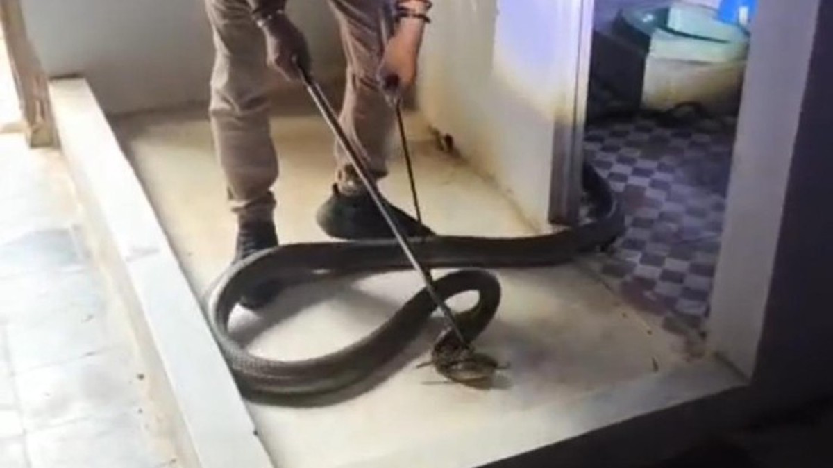 Thót tim cảnh rắn hổ mang chúa "khủng" hơn 3m vắt mình lên mái phòng tắm rình mồi, chủ nhà tá hoả gọi đội cứu hộ