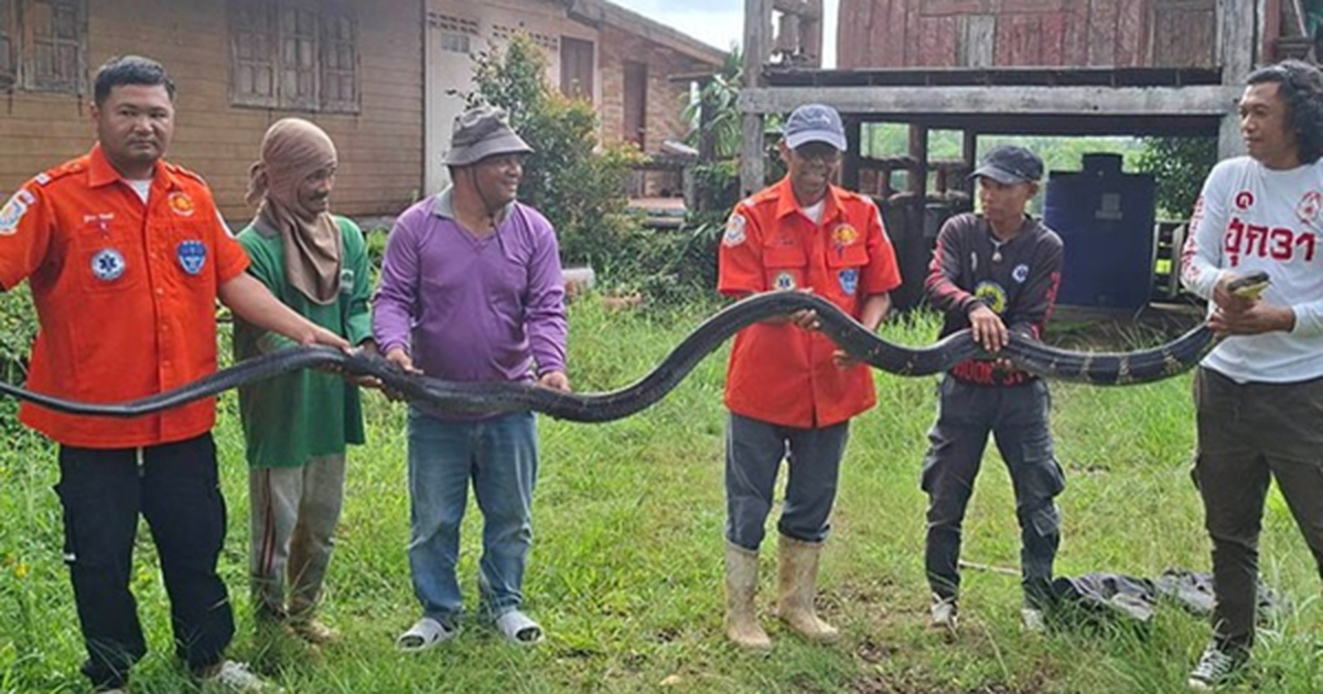 Bắt sống rắn hổ mang chúa dài 4,3 mét, nặng 20kg bò vào nhà dân