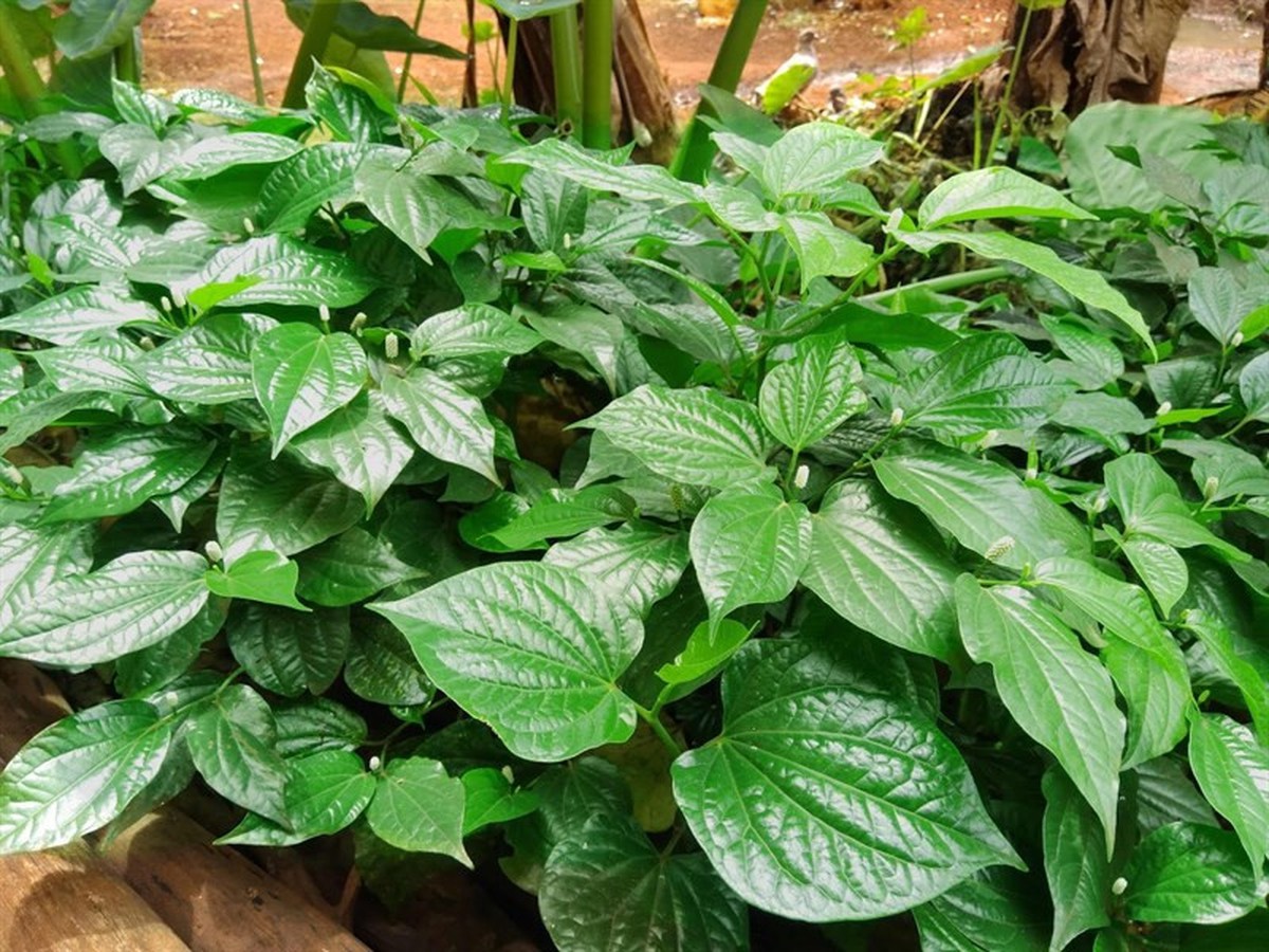 Việt Nam có 3 loại cây hỗ trợ giảm đau nhức xương khớp, mọc um tùm quanh nhà không cần chăm sóc nhiều