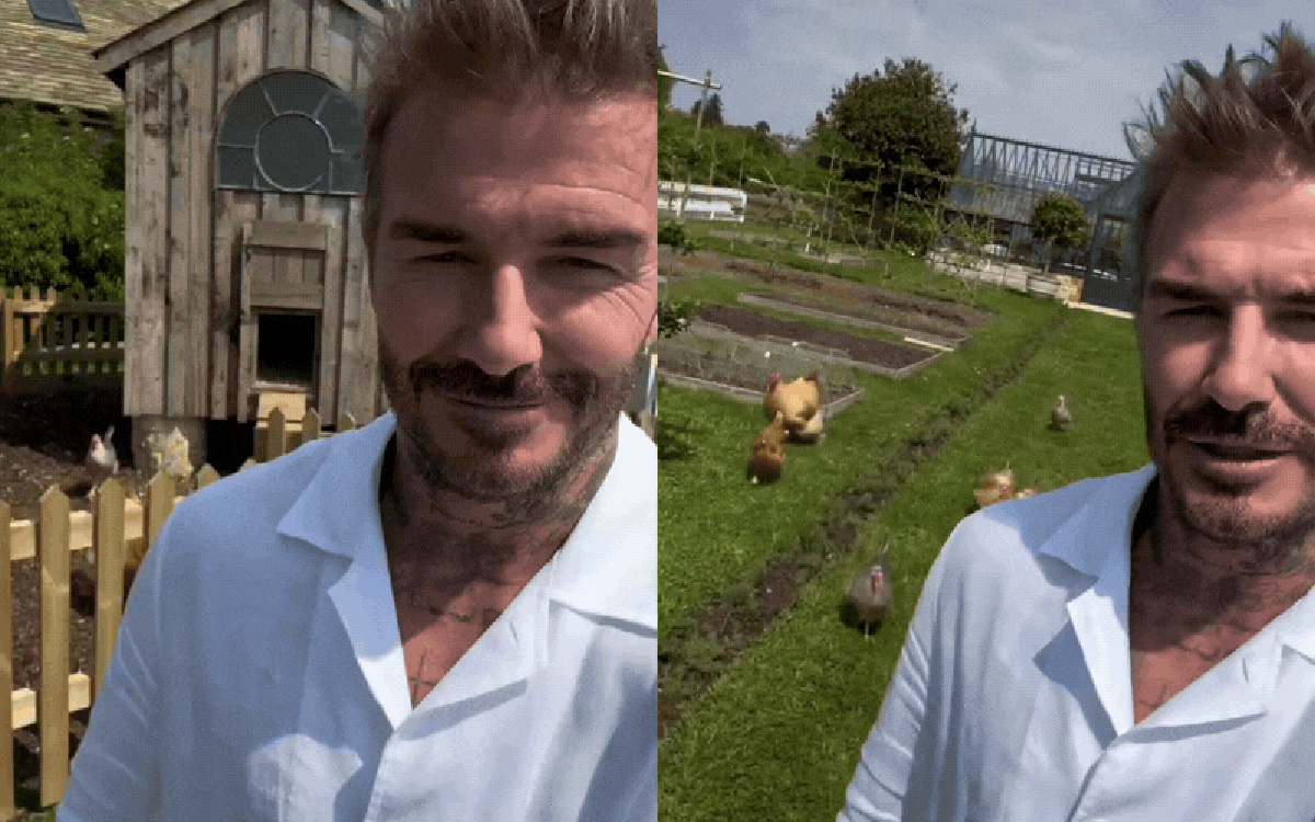 Đàn gà của David Beckham